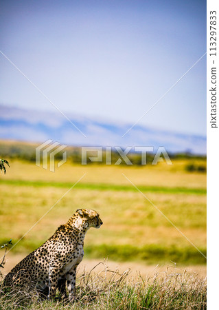 Cheetah Wildlife Animals Wild Maasai Mara National Reserve Park Narok County Great Rift Valley Kenya East Africa Landscapes Travel Safaris bush Wild Savannah grasslands wilderness hilly mountains docu 113297833