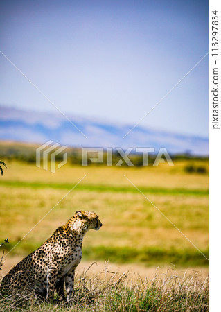 Cheetah Wildlife Animals Wild Maasai Mara National Reserve Park Narok County Great Rift Valley Kenya East Africa Landscapes Travel Safaris bush Wild Savannah grasslands wilderness hilly mountains docu 113297834