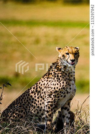 Cheetah Wildlife Animals Wild Maasai Mara National Reserve Park Narok County Great Rift Valley Kenya East Africa Landscapes Travel Safaris bush Wild Savannah grasslands wilderness hilly mountains docu 113297842