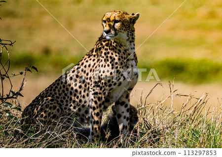 Cheetah Wildlife Animals Wild Maasai Mara National Reserve Park Narok County Great Rift Valley Kenya East Africa Landscapes Travel Safaris bush Wild Savannah grasslands wilderness hilly mountains docu Cheetah Wildlife Animals Wild Maasai Mara National Reserve Park Narok County Great Rift Valley Kenya East Africa Landscapes Travel Safaris bush Wild Savannah grasslands wilderness hilly mountains docu 113297853