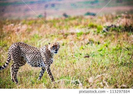 Cheetah Wildlife Animals Wild Maasai Mara National Reserve Park Narok County Great Rift Valley Kenya East Africa Landscapes Travel Safaris bush Wild Savannah grasslands wilderness hilly mountains docu 113297884