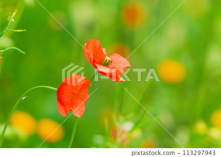 長見罌粟花，罌粟科一年生植物 113297943