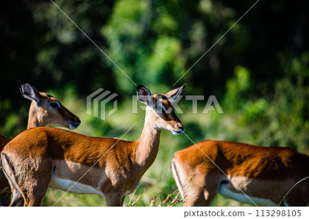 Thomsons Gazelle Wildlife Animals Wild Maasai Mara National Reserve Park Narok County Great Rift Valley Kenya East Africa Landscapes Travel Safaris bush Wild Savannah grasslands wilderness hilly mount 113298105