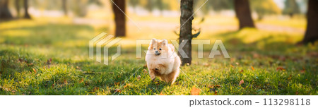 Young Red Puppy Pomeranian Spitz Puppy Dog Play Outdoor In Autumn Grass panorama copy space 113298118