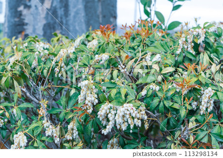 雪鬆的白花 雪鬆的白花 113298134