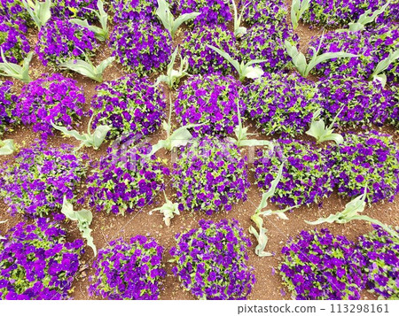 Viola Spring Purple 113298161