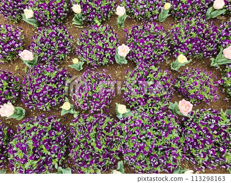 Viola Spring Purple 113298163