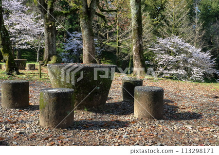 Cherry blossom viewing at Suberiyama, Kochi Park (Kochi City, Kochi Prefecture) 113298171