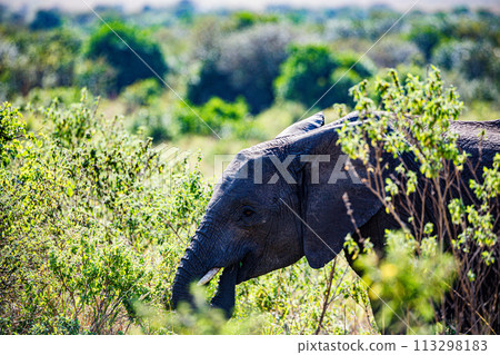 Elephant Wildlife Animals Wild Maasai Mara National Reserve Park Narok County Great Rift Valley Kenya East Africa Landscapes Travel Safaris bush Wild Savannah grasslands wilderness hilly mountains doc Elephant Wildlife Animals Wild Maasai Mara National Reserve Park Narok County Great Rift Valley Kenya East Africa Landscapes Travel Safaris bush Wild Savannah grasslands wilderness hilly mountains doc 113298183