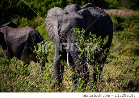 Elephant Wildlife Animals Wild Maasai Mara National Reserve Park Narok County Great Rift Valley Kenya East Africa Landscapes Travel Safaris bush Wild Savannah grasslands wilderness hilly mountains doc 113298185