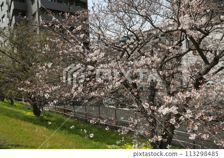 I walked along the Tama River 113298485