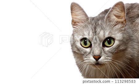 Head cat, on white background. Funny large Head cat, on white background. Funny large 113298583