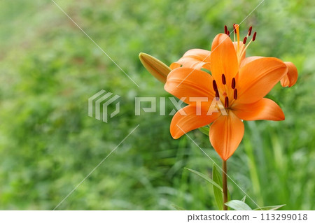 Orange lily, large flower, oriental hybrid, green natural background 113299018