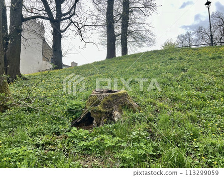Old tree stump in the forest with green moss and fallen yellow leaves and beautiful nature background. 113299059
