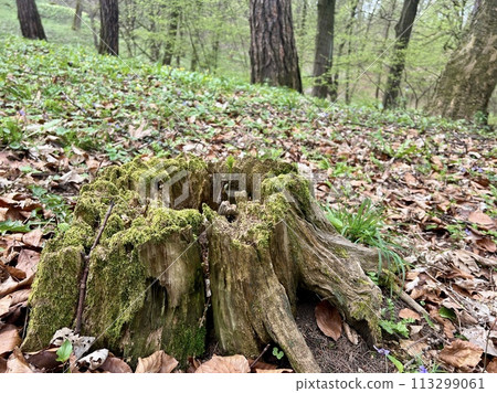 Old tree stump in the forest with green moss and fallen yellow leaves and beautiful nature background. 113299061