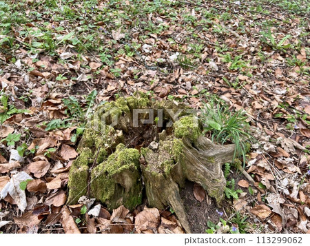 Old tree stump in the forest with green moss and fallen yellow leaves and beautiful nature background. 113299062