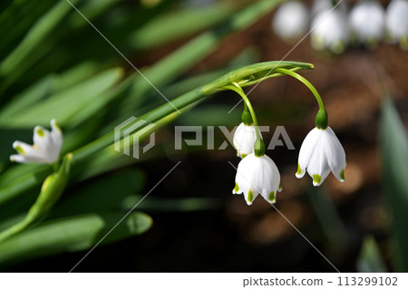 雪花 113299102