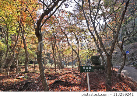 The beautiful gradation of colored maple leaves at Togyoan Maple Path in Shimonoseki City 113299241