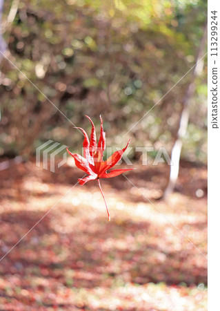 A single maple leaf turning bright red in autumn A single maple leaf turning bright red in autumn 113299244