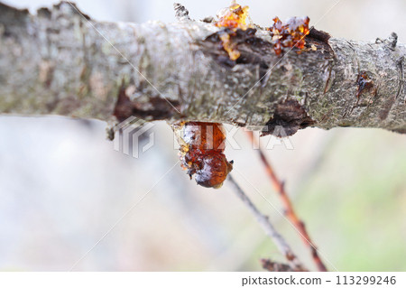 Brown jelly-like resin on the branches of a cherry tree 113299246