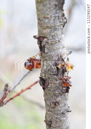 Brown jelly-like resin on cherry trees Brown jelly-like resin on cherry trees 113299247