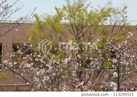 I walked along the Tama River I walked along the Tama River 113299325