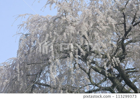 櫻花盛開 113299373