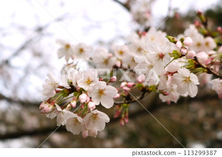 Cherry blossoms blooming along the pond on a calm spring day 113299387