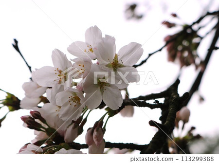 Cherry blossoms blooming along the pond on a calm spring day 113299388