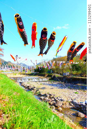 Moss Phlox, Shibazakura, Tachiya River, Cherry Blossoms, Yamagata City 113299401