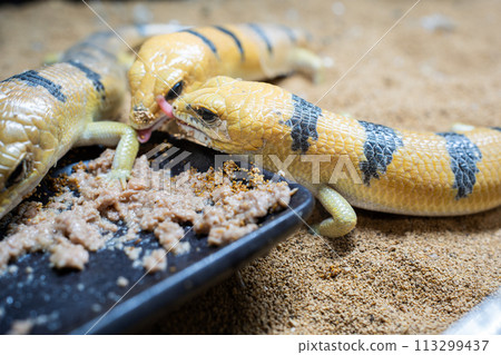 Close-up of a Peters' Banded Skink eating food Close-up of a Peters' Banded Skink eating food 113299437