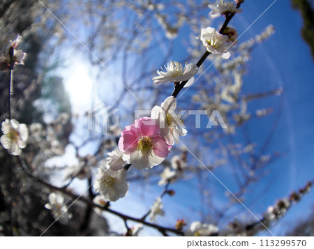 梅花告訴春天的到來 113299570