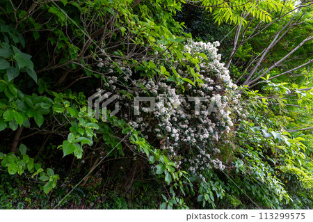 Amami Oshima Deutzia Amami Oshima Deutzia 113299575