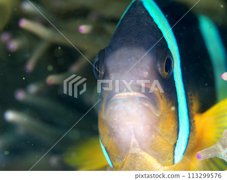 Front view of a clownfish swimming in a sea anemone 113299576