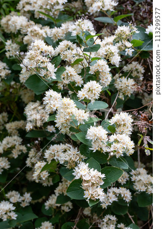 Amami Oshima Deutzia Amami Oshima Deutzia 113299577