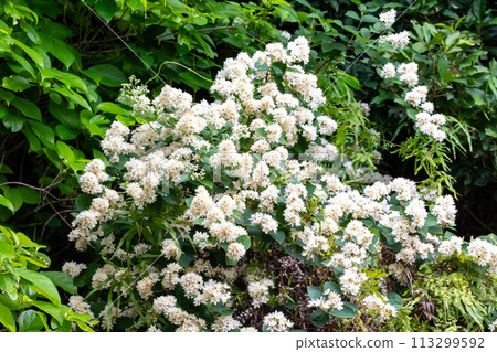 Amami Oshima Deutzia 113299592