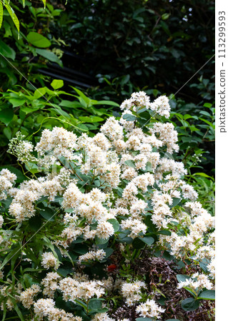 Amami Oshima Deutzia 113299593