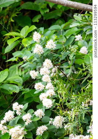 Amami Oshima Deutzia 113299594