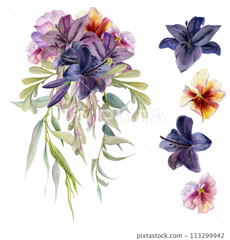Hand drawn watercolor illustration boho botanical flowers leaves. Dark lily clivia amaryllis, pansy viola, willow eucalyptus, locust. Bride bouquet isolated on white. Wedding suite, love cards, shop Hand drawn watercolor illustration boho botanical flowers leaves. Dark lily clivia amaryllis, pansy viola, willow eucalyptus, locust. Bride bouquet isolated on white. Wedding suite, love cards, shop 113299942