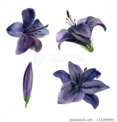 Hand drawn watercolor illustration botanical flowers. Dark lily daffodil clivia amaryllis hibiscus belladonna canna hippeastrum. Single object isolated on white background. Design wedding, love cards 113299944