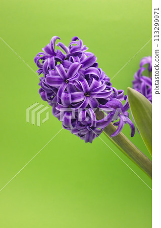 Exquisite Purple Hyacinth Against Vivid Green 113299971