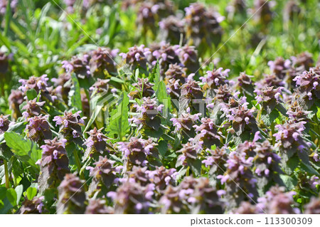 Himeodoricoso (Princess Dancing) 113300309