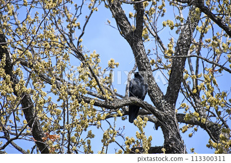 Ladybird glass Ladybird glass 113300311