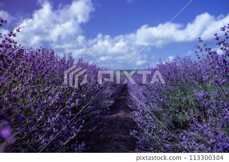Lavender Blooms, a picturesque field of blooming lavender under a partly cloudy sky. Captured during the day, highlighting natural beauty and agricultural potential Lavender Blooms, a picturesque field of blooming lavender under a partly cloudy sky. Captured during the day, highlighting natural beauty and agricultural potential 113300384