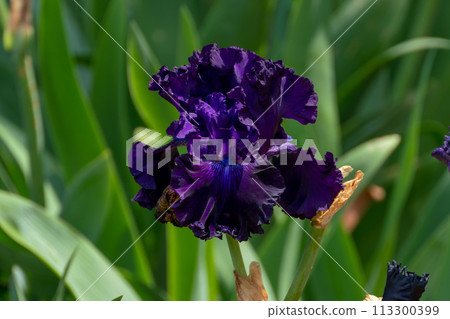Dark purple bearded iris flower close up Dark purple bearded iris flower close up 113300399