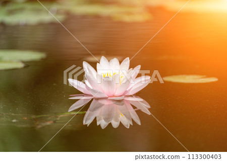 Pink lotus water lily flower in pond, waterlily with green leaves blooming 113300403