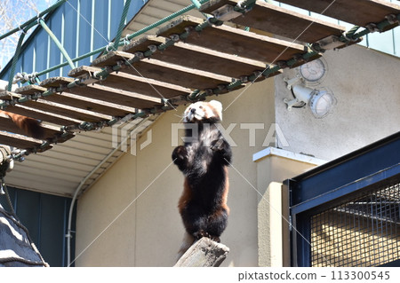 Leaping Red Panda Leaping Red Panda 113300545