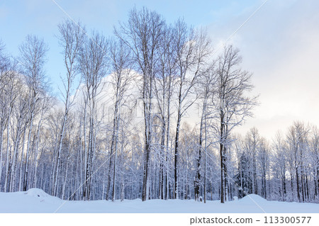Beautiful winter landscape. Fabulous winter forest. Trees covered with snow. Snowstorm, heavy snowfall. 113300577