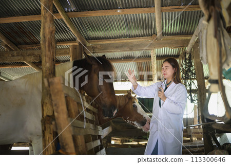 Smiling female veterinarian with a stethoscope checking horse health on farm 113300646