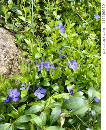 Periwinkle flowers blooming in the city park on a sunny spring day. Selective focus. Periwinkle flowers blooming in the city park on a sunny spring day. Selective focus. 113300650